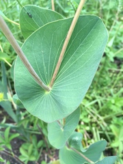 Bupleurum rotundifolium