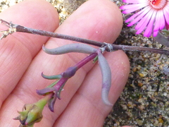 Lampranthus spiniformis