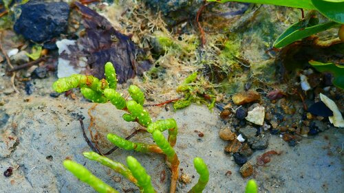 Image of Salicornia perennis by no rights reserved