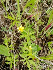 Potentilla flagellaris