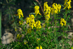 Cytisus nigricans