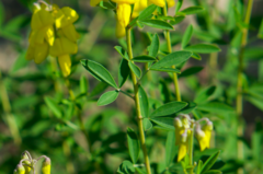 Cytisus nigricans