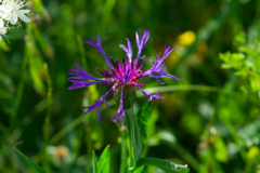 Centaurea triumfettii