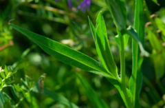 Centaurea triumfettii