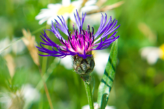 Centaurea triumfettii