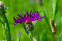 Centaurea triumfettii