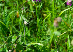 Centaurea triumfettii