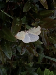 Neoterpes edwardsata