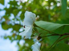 Crataegus flabellata