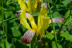 Iris variegata