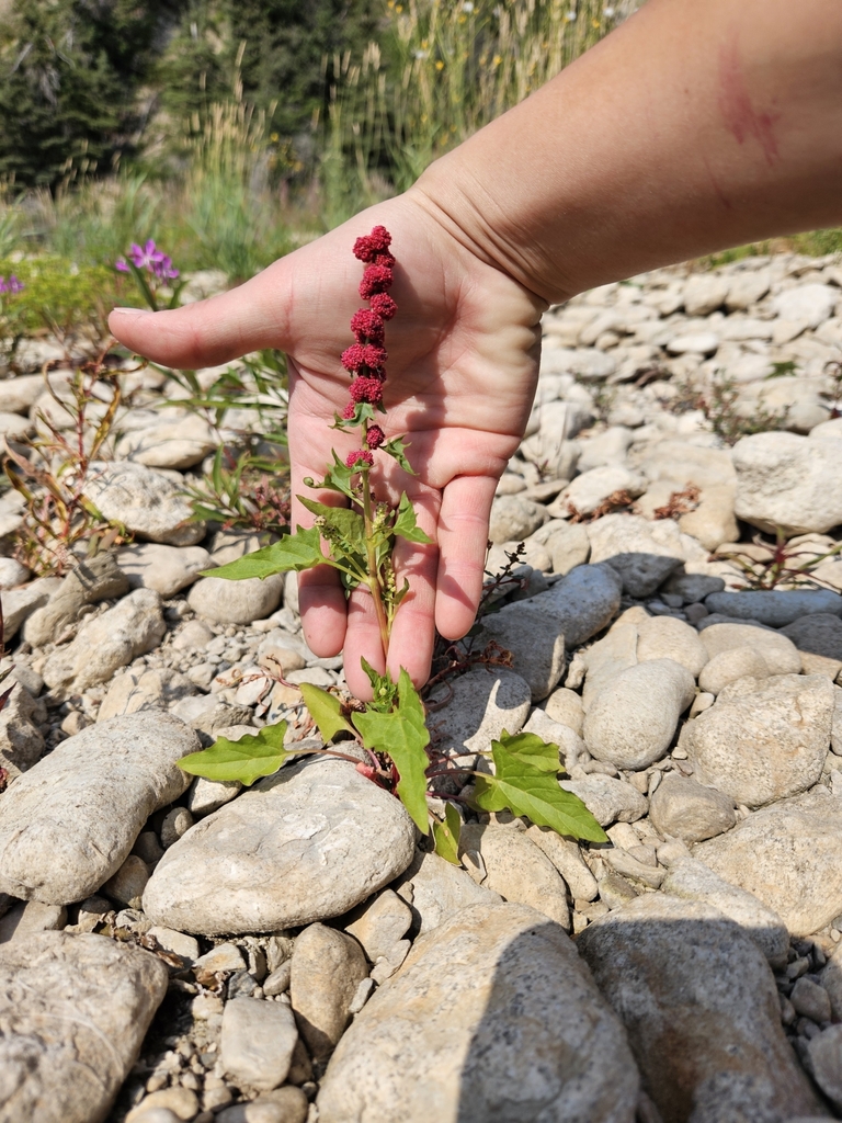 Beetberry from Kakisa, NT X0E, Canada on August 3, 2024 at 02:31 PM by ...