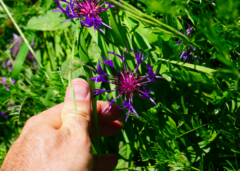Centaurea triumfettii