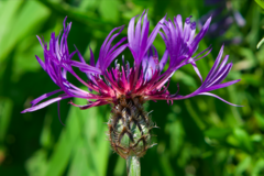Centaurea triumfettii