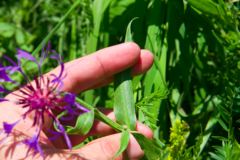 Centaurea triumfettii
