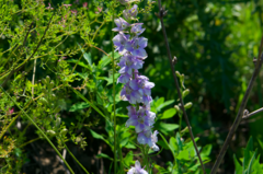 Consolida orientalis