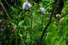 Consolida orientalis