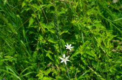 Ornithogalum pyramidale