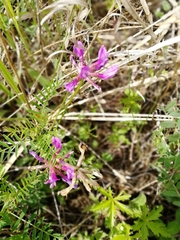 Astragalus ceratoides