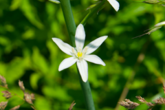 Ornithogalum pyramidale
