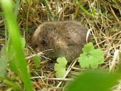 Microtus agrestis