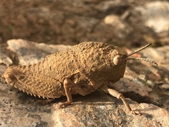 Ocnerodes