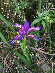 Iris graminea