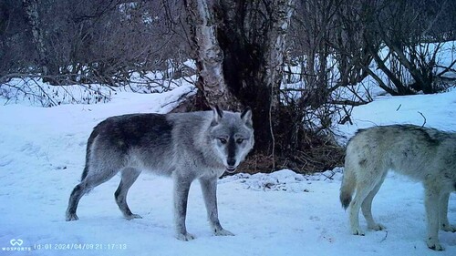 Gray Wolf photographed in Alaska