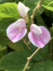 Canavalia cathartica