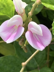 Canavalia cathartica