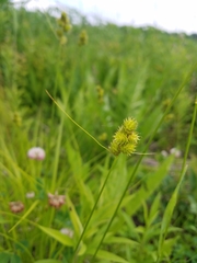 Carex cristatella