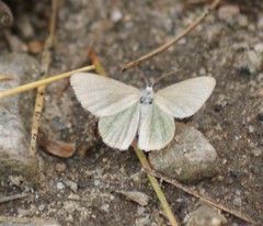Mesothea incertata
