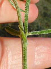 Psoralea uncinata