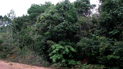 Thyrsodium spruceanum