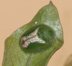 Cassida dorsovittata