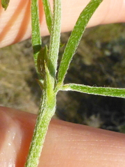 Psoralea uncinata