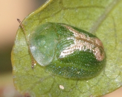 Cassida dorsovittata