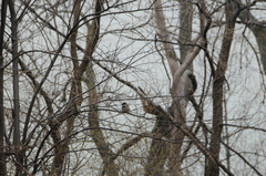 Passer domesticus