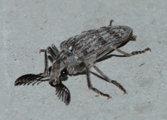 Rhipiceridae