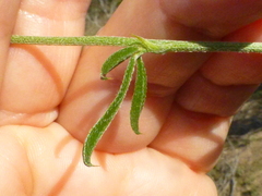 Psoralea uncinata