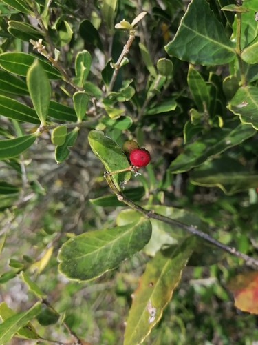 Image of Lauridia tetragona by (c) Martjie Fia Fourie, some rights reserved (CC BY)