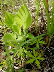 Viola hirta