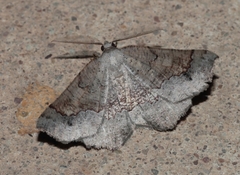 Drepanogynis mixtaria