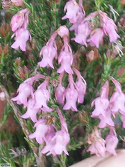 Erica acuta