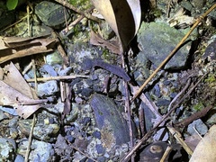 Pyrocoelia praetexta