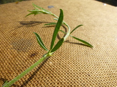 Psoralea uncinata