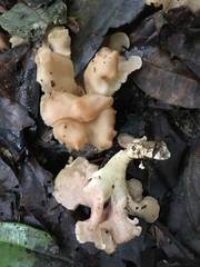 Trechispora thelephora