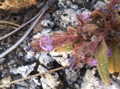 Phacelia quickii
