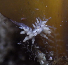 Eubranchus olivaceus