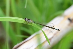 Coenagrion armatum