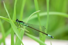 Coenagrion armatum